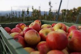 Apples harvest